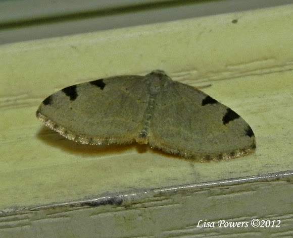 Spotting Image 1