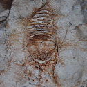 Stromatoporoid Fossil