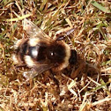 Bumble bee