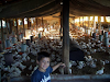Chacra Casagalponcriadero Pollos Habil Campo