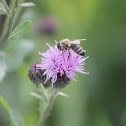 Honey bee