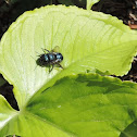 Mason Bee