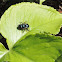 Mason Bee