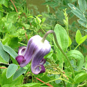 Purple Leatherflower