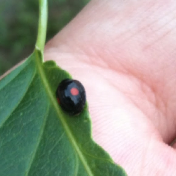 Spotting Image 1