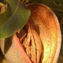 Almond