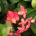 Jungle Geranium, Flame of the Woods, and Jungle Flame