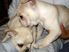 Bulldog Frances Cachorros Disponibles