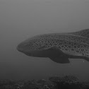 Zebra (leopard) Shark