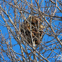 Bird Nest (signs of wildlife)