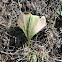 Ginko tree