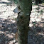 American Sycamore