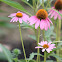 Purple Coneflower