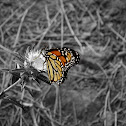 Monarch