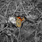 Monarch