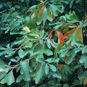 Sassafras