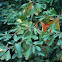 Sassafras
