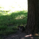 Eastern gray squirrel