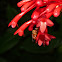 Firespike