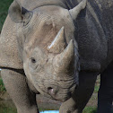 Black Rhino