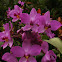 Orquídea terrestre