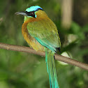 Blue-crowned Motmot