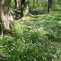 Spring Beauty flowers