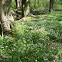 Spring Beauty flowers