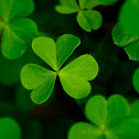 African wood-sorrel