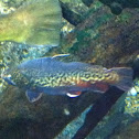 Tiger trout