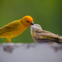 Saffron Finch