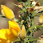 gorse, tojo