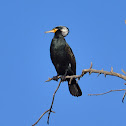 Great Cormorant
