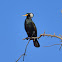 Great Cormorant