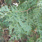 Oriental Arborvitae