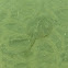 Stingray