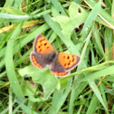 Small Copper