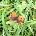 Small Copper