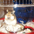 Mongolian Gerbil