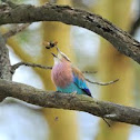 Lilac Breasted Roller