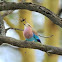 Lilac Breasted Roller