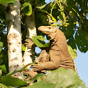 Bengal Monitor Lizard