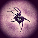 Northern Black Widow
