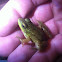 Northern green frog