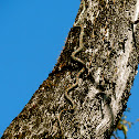 Ornate flying snake