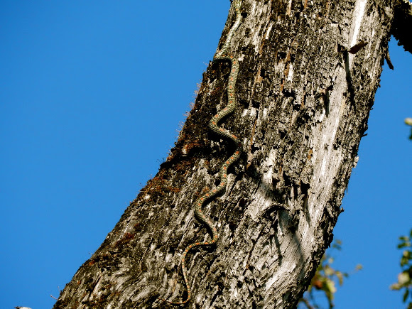 Spotting Image 1