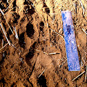 Lion Track