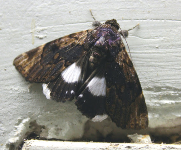 Spotting Image 1
