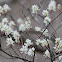 Serviceberry
