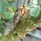 Cicada